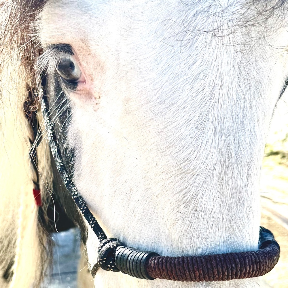 Handmade In Southern California, Bosal style Rope Halter - Picture 3 of 16